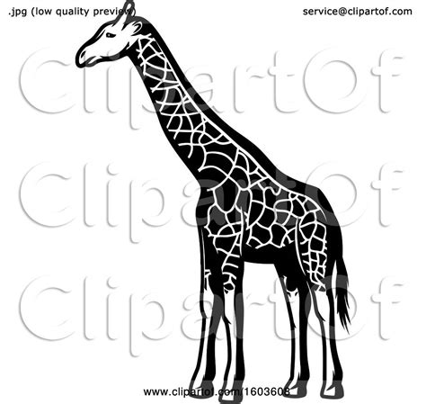 Clipart Of A Giraffe In Black And White Royalty Free Vector