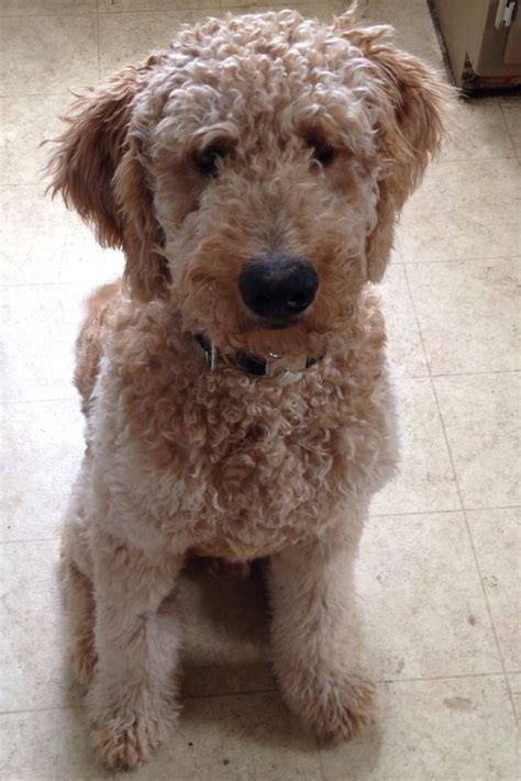 Worlds Cutest Pup Golden Doodle