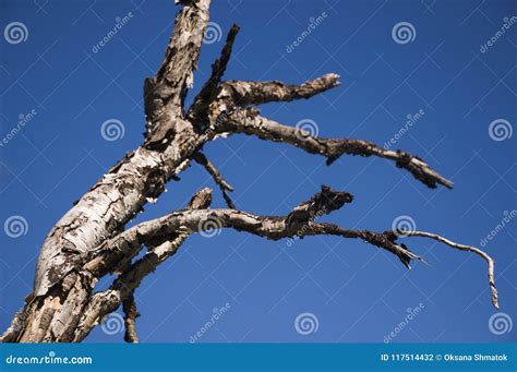 Naked Dry Branch Of Tree In Summer Forest Wild Plants Stock Photo Image Of Tree Forest