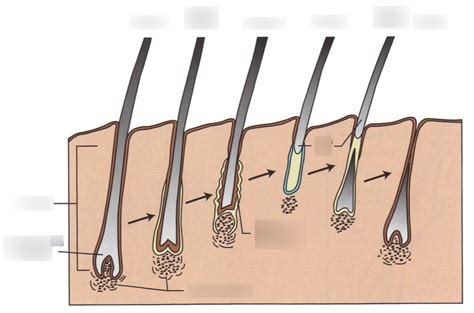 hair growth cycle Diagram | Quizlet