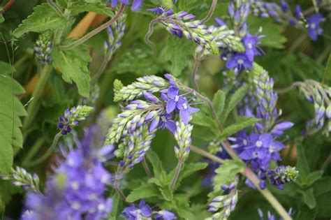 Premium Photo | Purple summer garden flowers