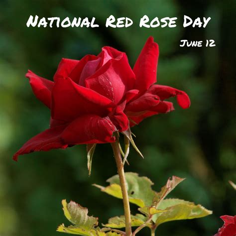 National Red Rose Day is June 12 - myorthodontists.info