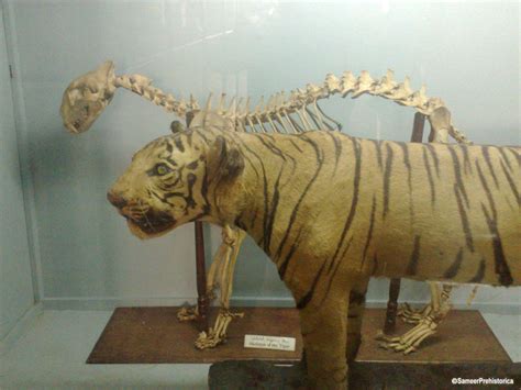 Bengal Tiger Skeleton by SameerPrehistorica on DeviantArt