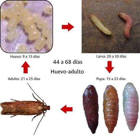 Ciclo De Vida De La Polilla Guatemalteca De La Papa T Solanivora
