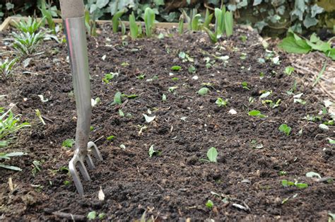Green Manure Out Of My Shed