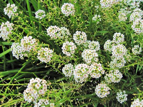 Alyssum Flowers Free Stock Photo - Public Domain Pictures