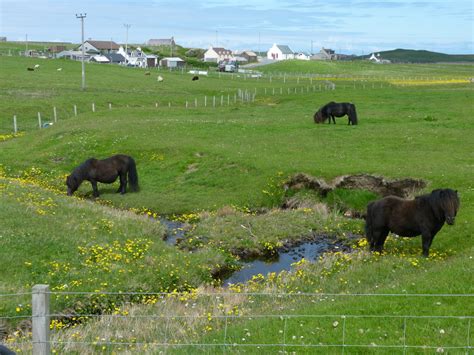 Ponies At The Burn Of Shendale Sandness Ruth Sharville Cc By Sa