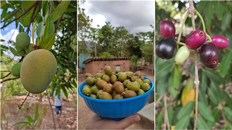 Frutas T Picas Do Nordeste Revoeduca