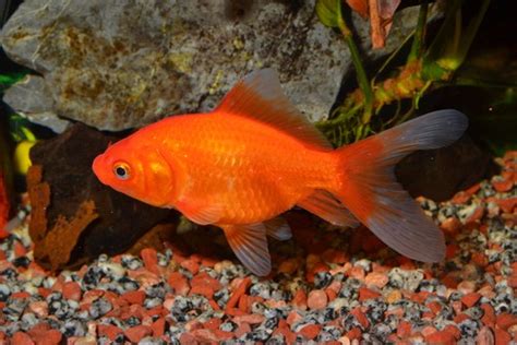 How Long Can A Goldfish Go Without Food Your Aquarium Place