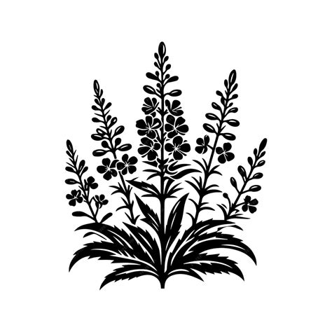 Premium Vector Fireweed Wild Flower Vector Silhouette Illustration