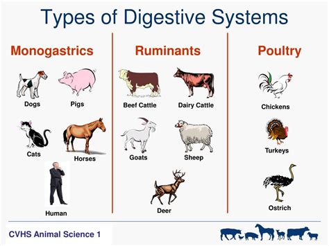 Ppt Digestive Physiology Of Farm Animals Powerpoint Presentation