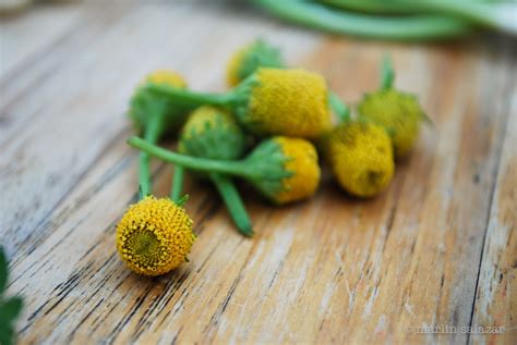 Marlin Salazar Food Styling And Photography Micro Vegetables