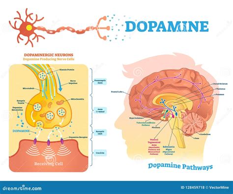 Dopamine Vector Illustration Labeled Diagram With Its Action And