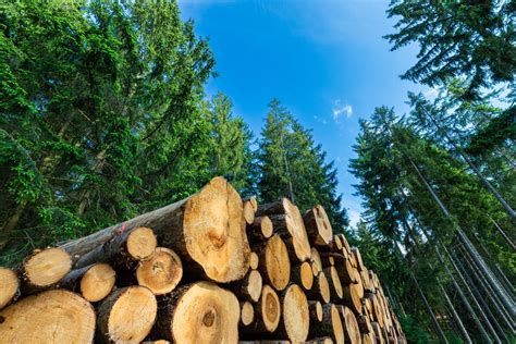 Opinion Veto Override On HB142 Can Help Support Timber Industry NH