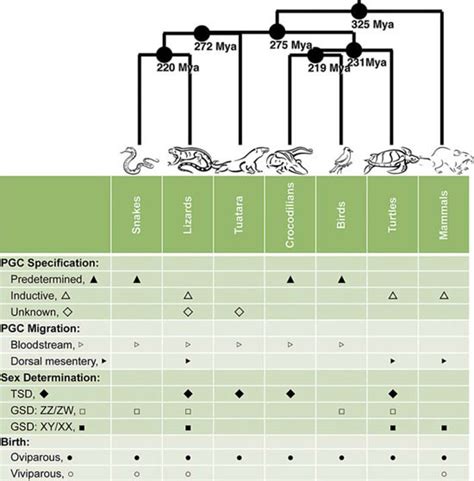 Phylogeny Of Amniotes With Pgc Specification Pgc Migration Sex Download Scientific Diagram