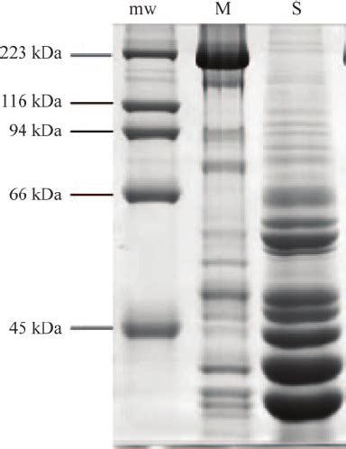 Representative Sds Page Gel Showing The Relative Purity Of Myosin