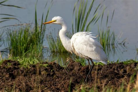 Ruffled Feathers Egret Photograph By Brook Burling Fine Art America