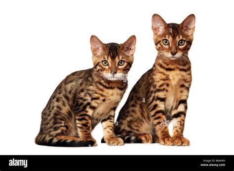 Brown spotted Bengal kittens Stock Photo - Alamy