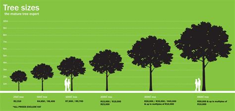 Tree Size Comparison Chart