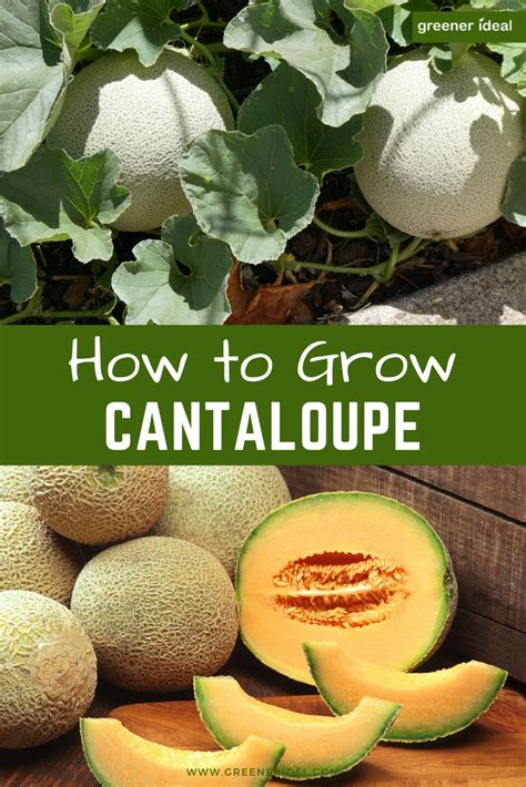 How To Grow Cantaloupe Indoors Growing Cantaloupe For A Summer Sweet