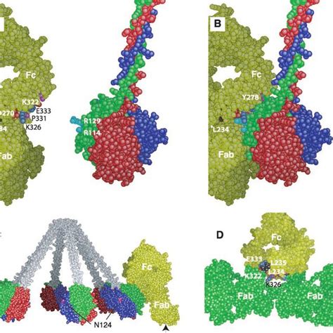 Surface Properties Of The C1q Globular Domain A Side View Of The