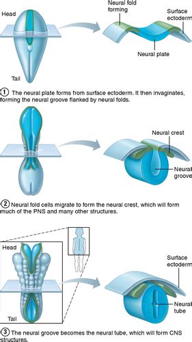 Module 2 Lecture Notes Embryology And Developmental Aspects Of The