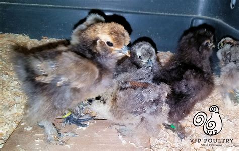 White Baby Silkies For Sale Tractor Supply Minnesota Vjp Poultry