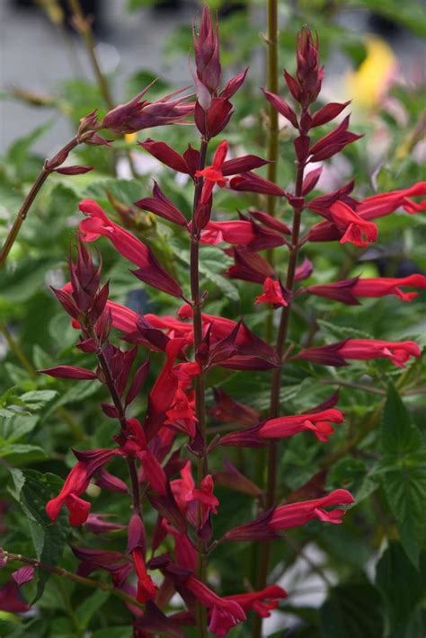 Salvia splendens 'Roman Red' | Salvia | Ebert's Greenhouse