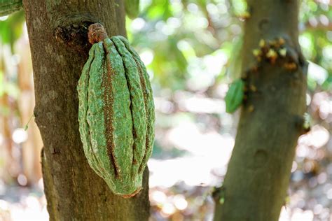 Cocoa Fruit Growing On A Cocoa Tree Theobroma Cacao Photograph By