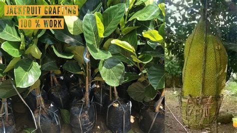 Jackfruit Grafting Technique Working 100 By Attaching Root Youtube