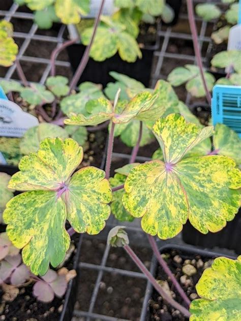 Photo Of The Leaves Of Variegated Columbine Aquilegia Vulgaris