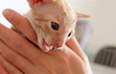 A Cute Little Ginger Cornish Rex Kitten Stock Photo Download Image