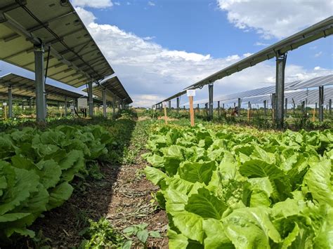 Jacks Solar Garden Blends Agriculture Solar Energy And Community Pv Magazine Usa