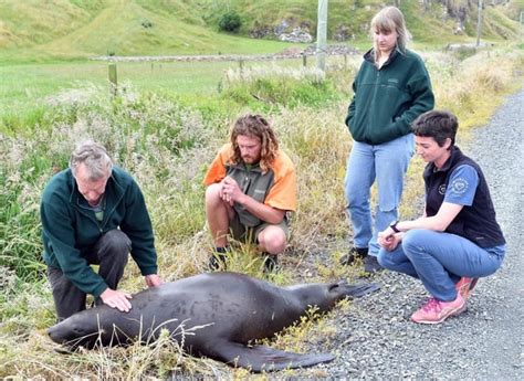 Sea Lion Pupping Season Has Started Otago Daily Times Rsealionfacts