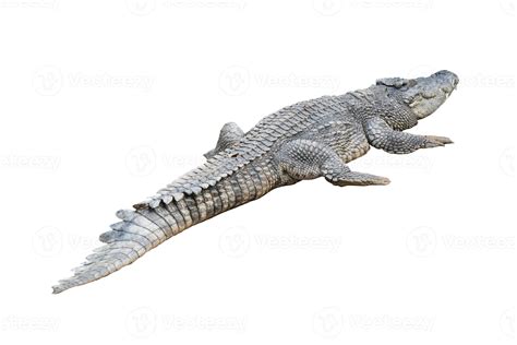 crocodile isolated white background 4529481 Stock Photo at Vecteezy