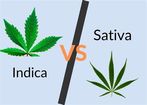 Indica Vs Sativa Understanding The Key Differences