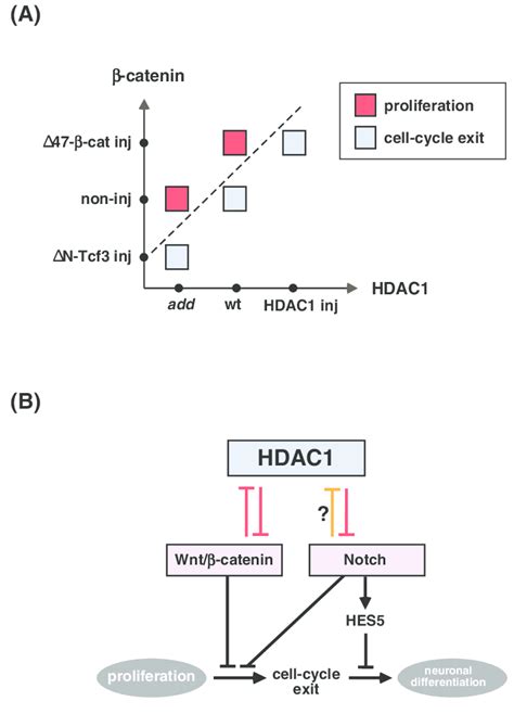 A Signaling Network Of Hdac1 Wnt And Notch In Zebrafish Retinal