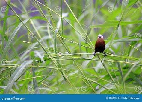 The Estrildidae Series stock photo. Image of birdingphotography - 136345154