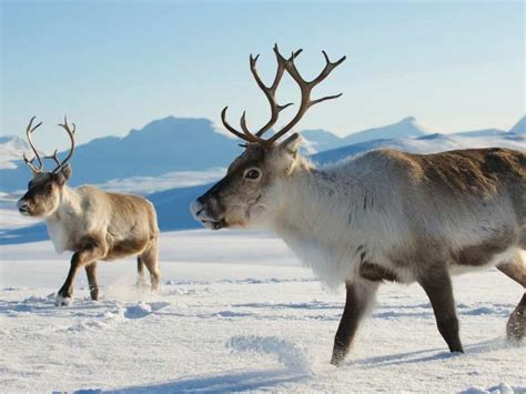 18 Fun Facts About Reindeer In Finland Beyond Pulling Santas Sleigh