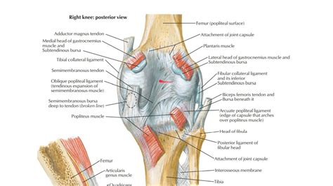 Bursa Around Knee Joint YouTube