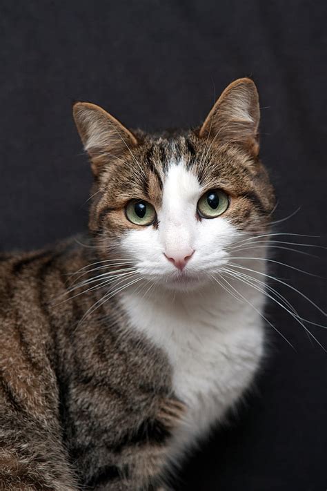 brown  white tabby cat
