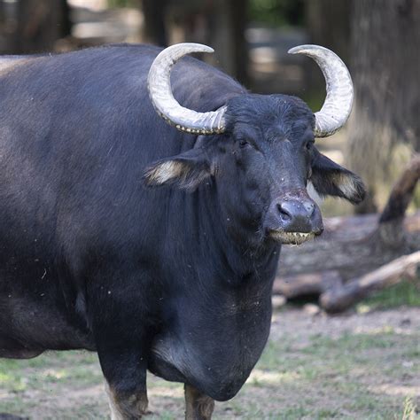 Asian Water Buffalo Lake Tobias Wildlife Park