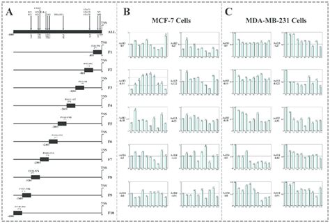 The Screen Of P21 Waf1cip1 Promoter Regions Binding With Histone