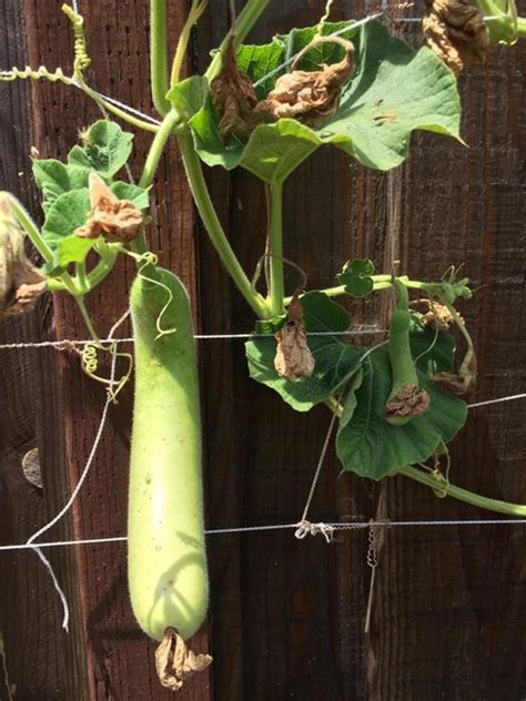 Bottle Gourd Seeds Hugua Lauki Dudhi Calabash Slaouia Long Etsy