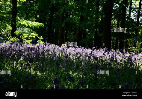 Coton Manor Gardens Bluebells Stock Photo Alamy