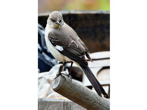 Northern Mockingbird In Ramona Photo Of The Day Ramona Ca Patch