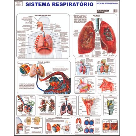 Sistema Respiratório Poster Mapa Anatomia Corpo Humano Medicina