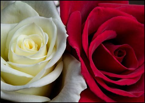 Picture: Red and White Roses