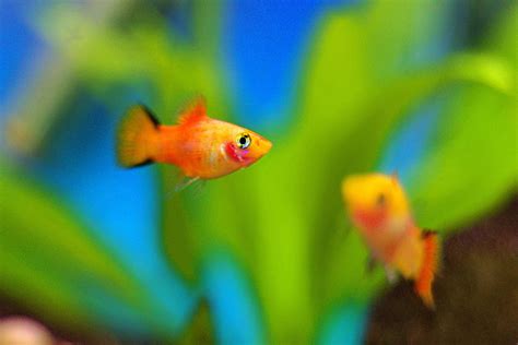 Le Platy Tout Savoir Sur Ce Poisson D Aquarium Aquabase