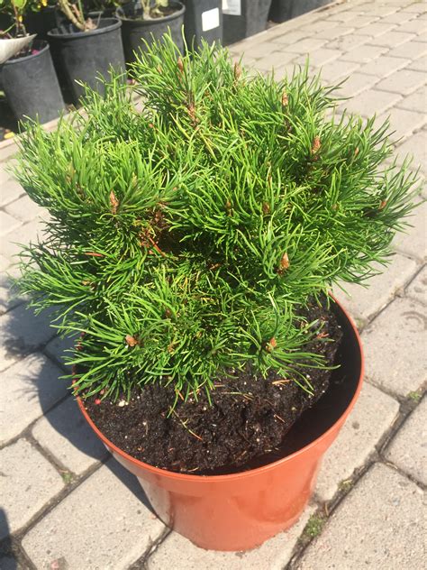 Сосна горная "Michall" | Euro-plant